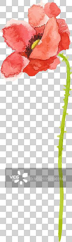 水彩画的罂粟花手绘设计图片素材