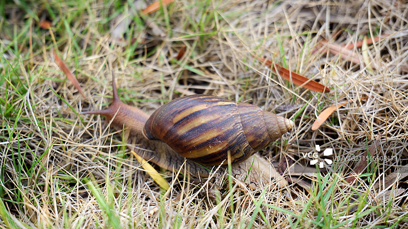 雨后海边一只爬行的蜗牛图片素材