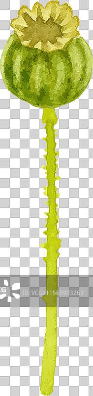 水彩画的罂粟花手绘设计图片素材