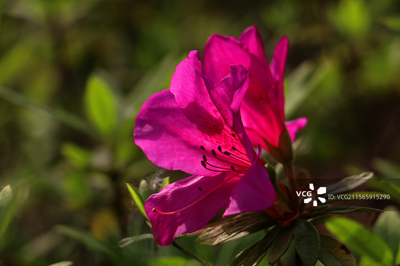 绿幕紫韵绽芳心图片素材