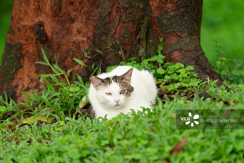 三花猫坐在草地上休憩 三花猫 流浪猫 城市小猫 特写 广州 白云山 桃花涧图片素材