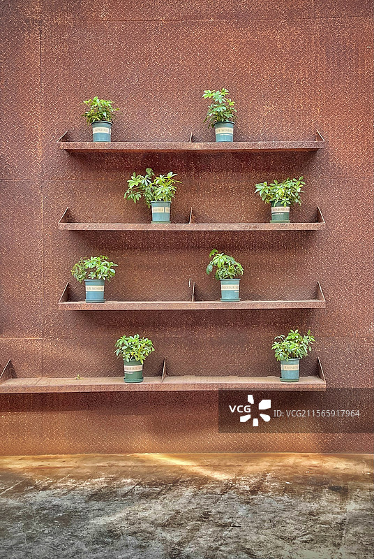 星星草图片素材