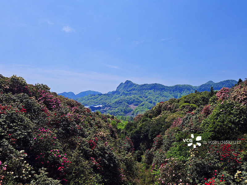 满山的红杜鹃百里杜鹃风景名胜区图片素材