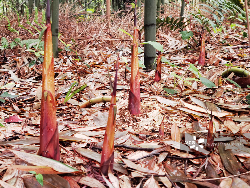 雨后帮笋-苦笋图片素材