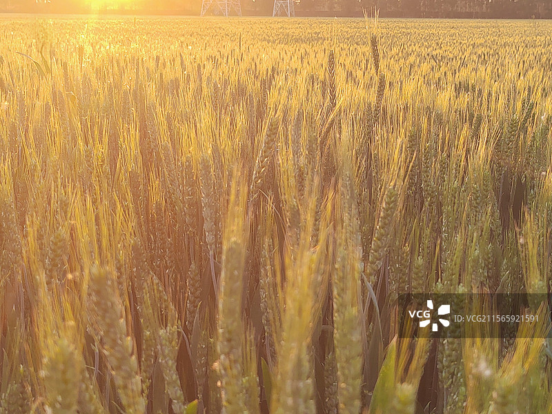 日落前的麦田图片素材