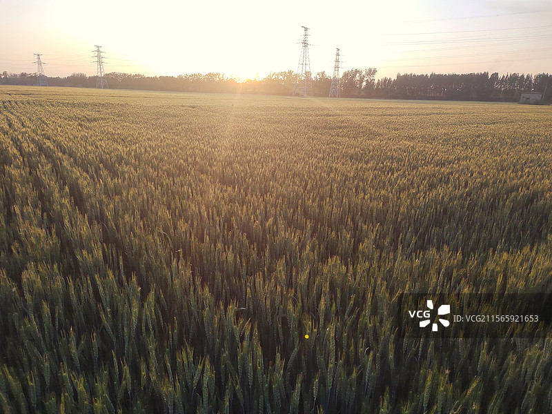 日落前的麦田图片素材