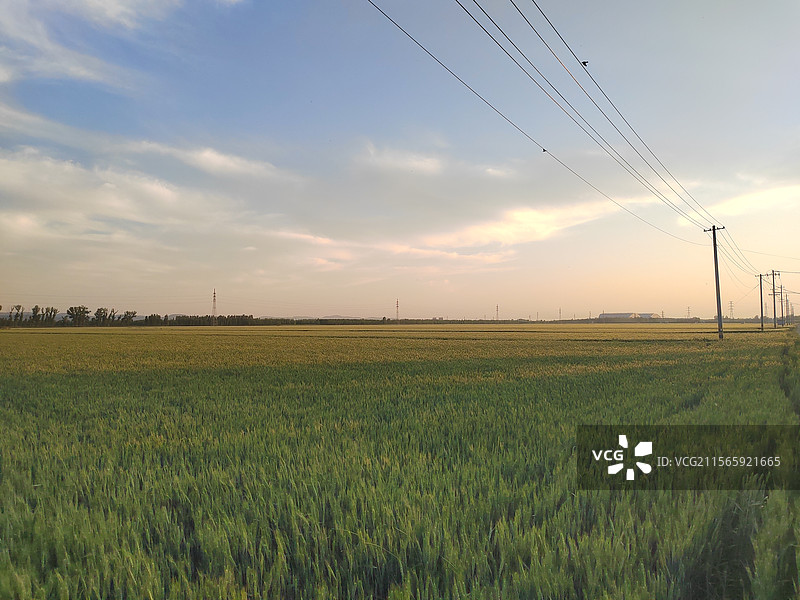 日落前的麦田图片素材
