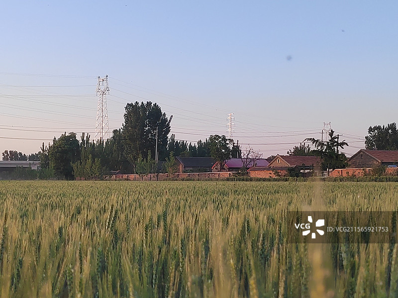 日落前的麦田图片素材