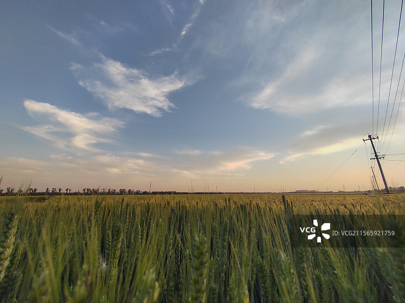 日落前的麦田图片素材