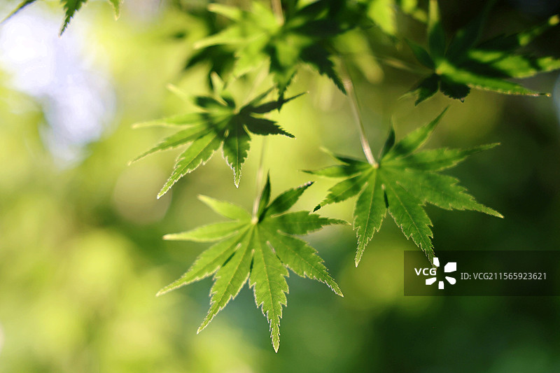 立夏时节阳光下漂亮的枫叶图片素材