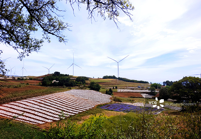 云南昆明寻甸县手机拍摄甸沙大山田地条状地膜树木风车图片素材