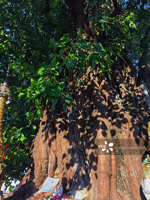 德宏铁城佛塔（树包塔）菩提树图片素材