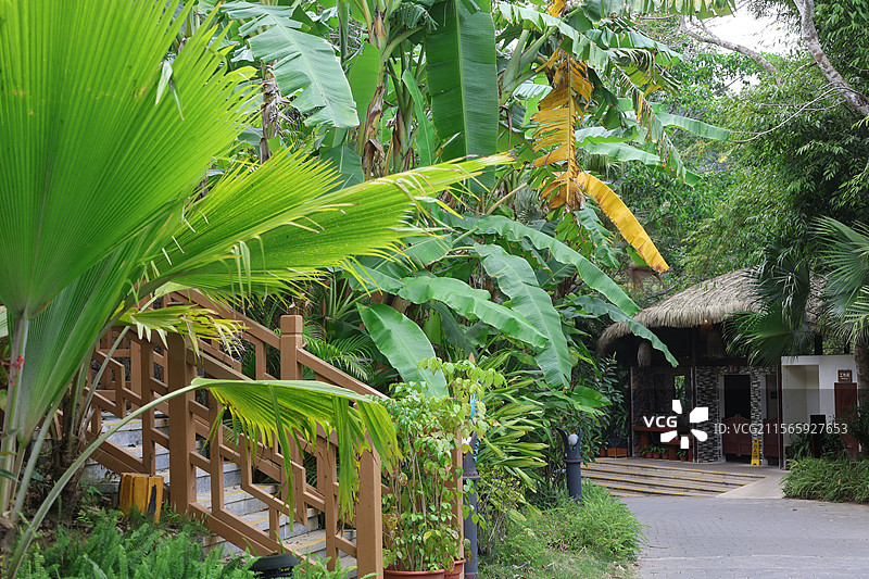 呀诺达雨林文化旅游区，保亭黎族苗族自治县图片素材