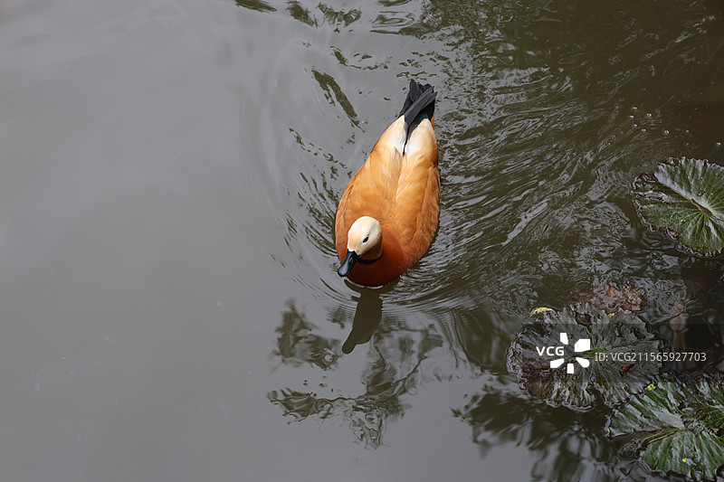 湖中的鸭子，呀诺达雨林文化旅游区，保亭黎族苗族自治县图片素材