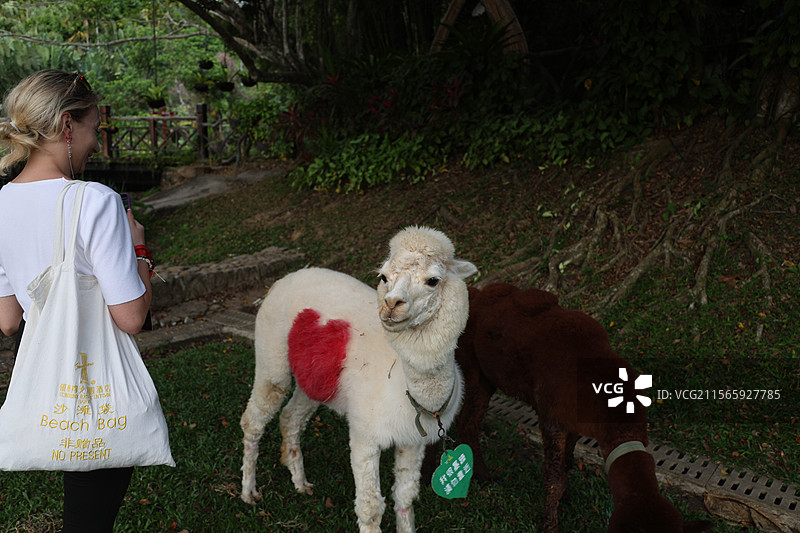 驼羊，呀诺达雨林文化旅游区，保亭黎族苗族自治县图片素材