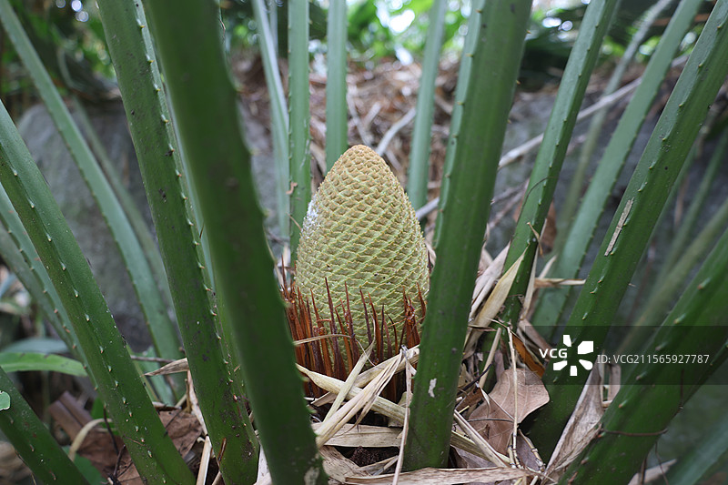 铁树开花，呀诺达雨林文化旅游区，保亭黎族苗族自治县图片素材