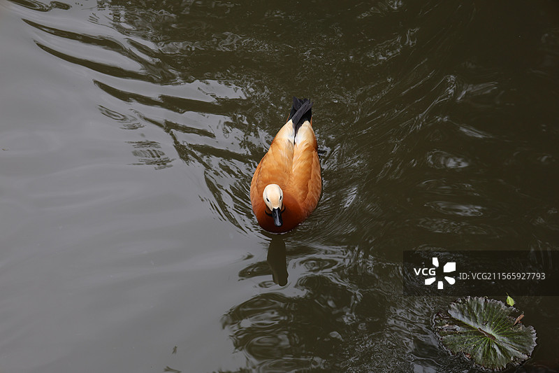 湖中的鸭子，呀诺达雨林文化旅游区，保亭黎族苗族自治县图片素材
