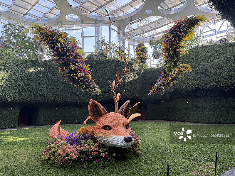 上海温室花园的狐狸图片素材