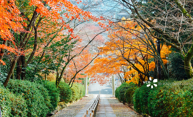 日本京都红叶季鸟居与红枫美景图片素材
