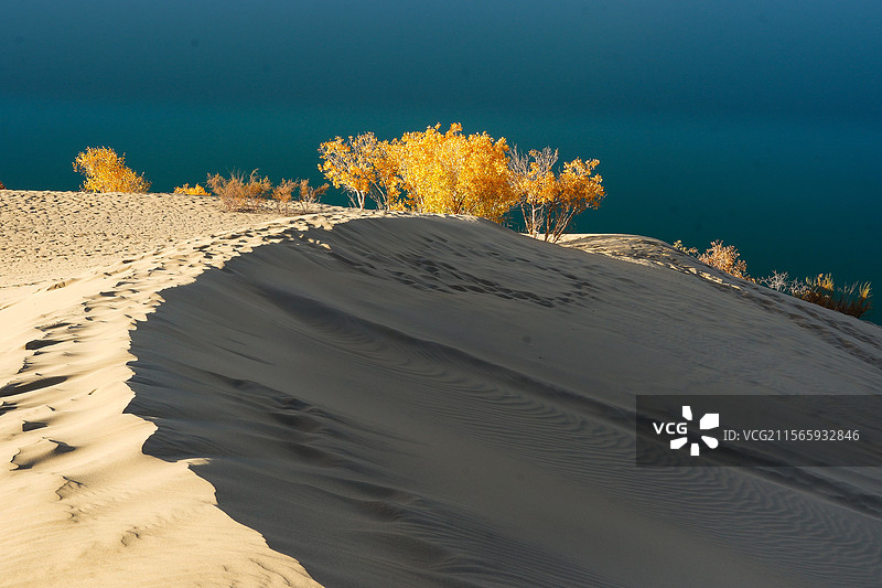 沙漠里的秋韵图片素材