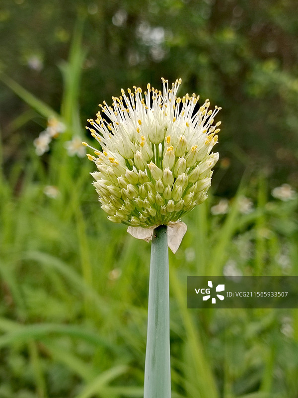 五月的葱菜开花了图片素材