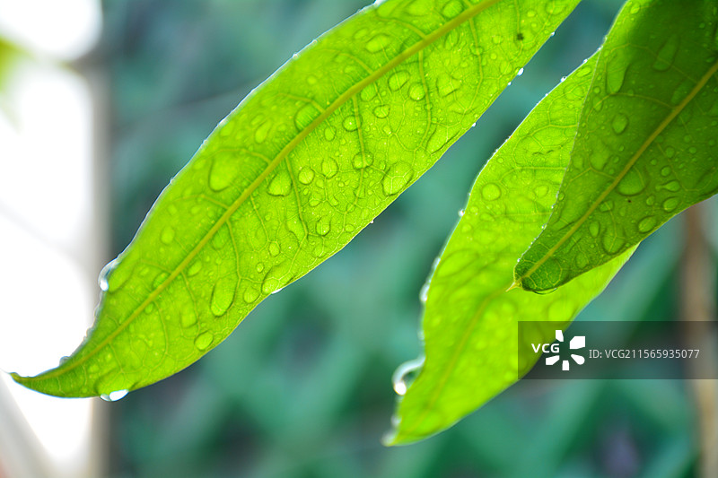 立夏雨水落在发财树叶上图片素材