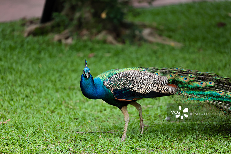 蓝孔雀图片素材