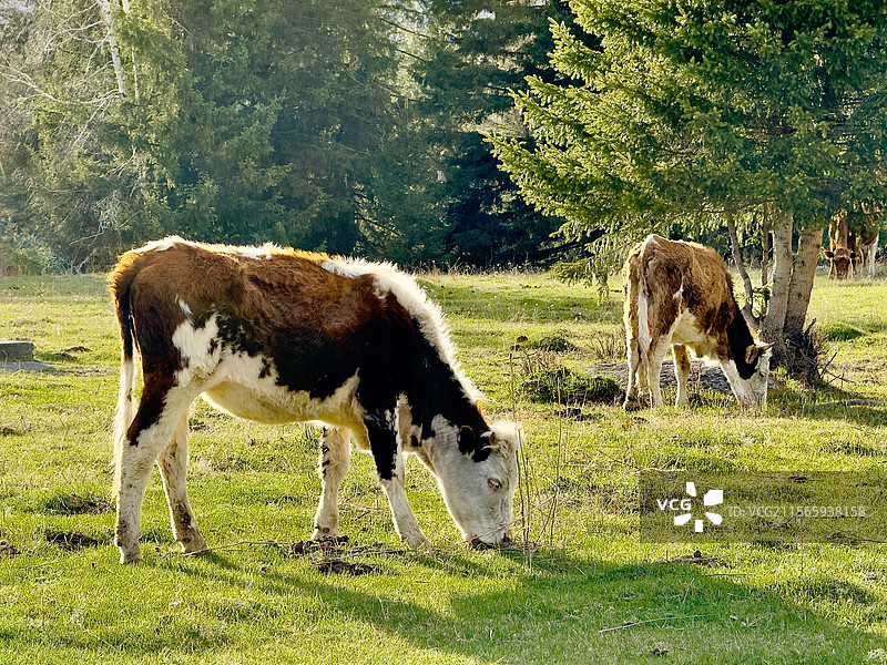 牧野食光图片素材