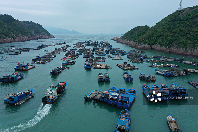 罗源湾的海上养殖基地海带种植图片素材