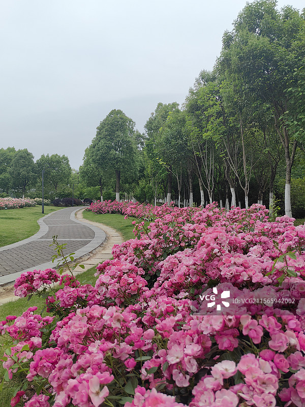 杭州月季花小径图片素材