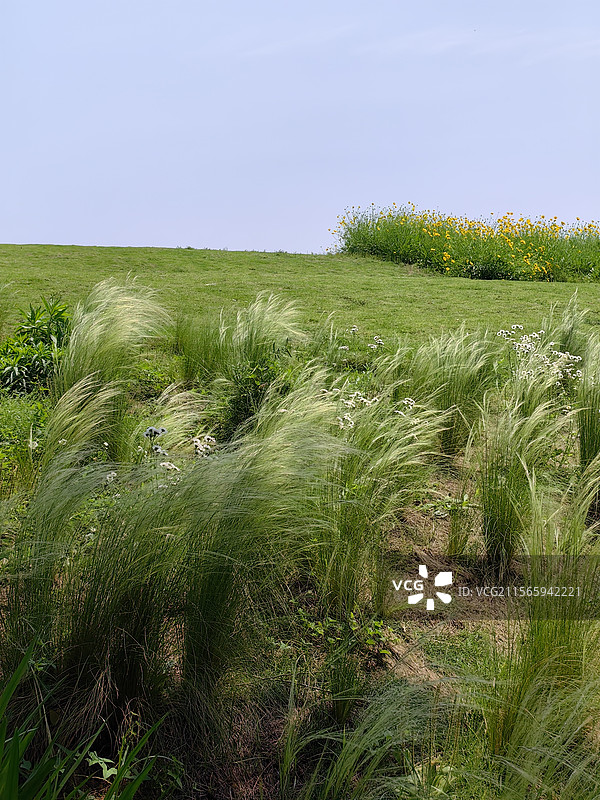 风的形状（风吹过的山坡）图片素材