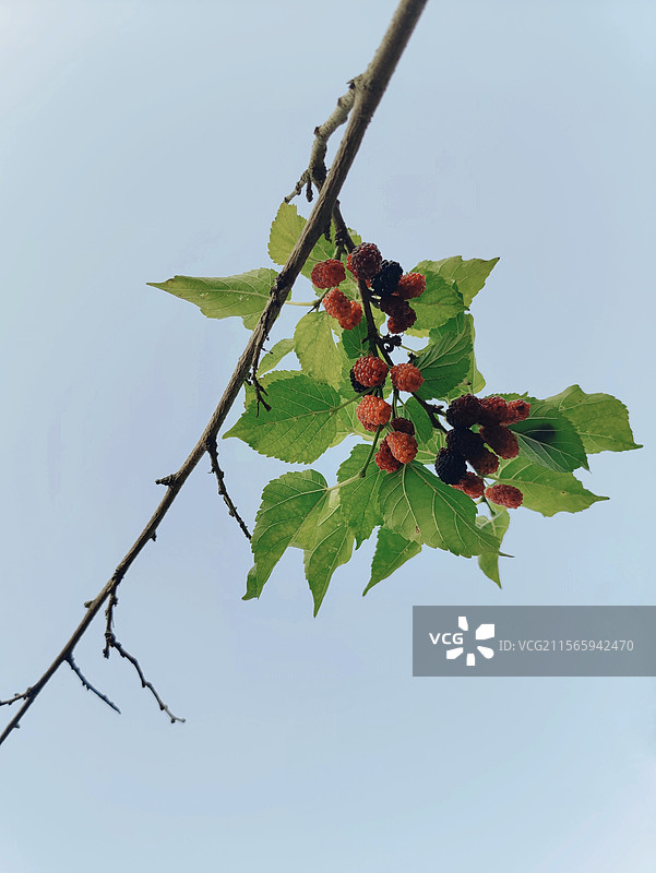 桑树树枝上刚刚变红的桑葚图片素材