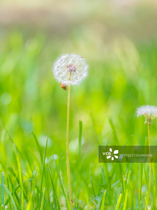 草地上的蒲公英图片素材