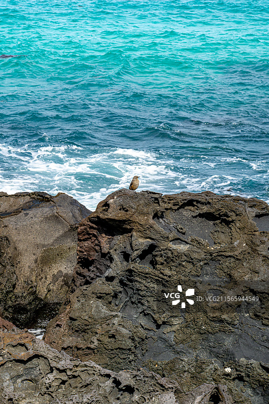 矶鸫 雄鸟 停在黑色礁石上的海鸟 韩国济州岛涯月海岸公路 翰潭海边 火山岩海岸地貌与翡翠色海洋 鸟图片素材