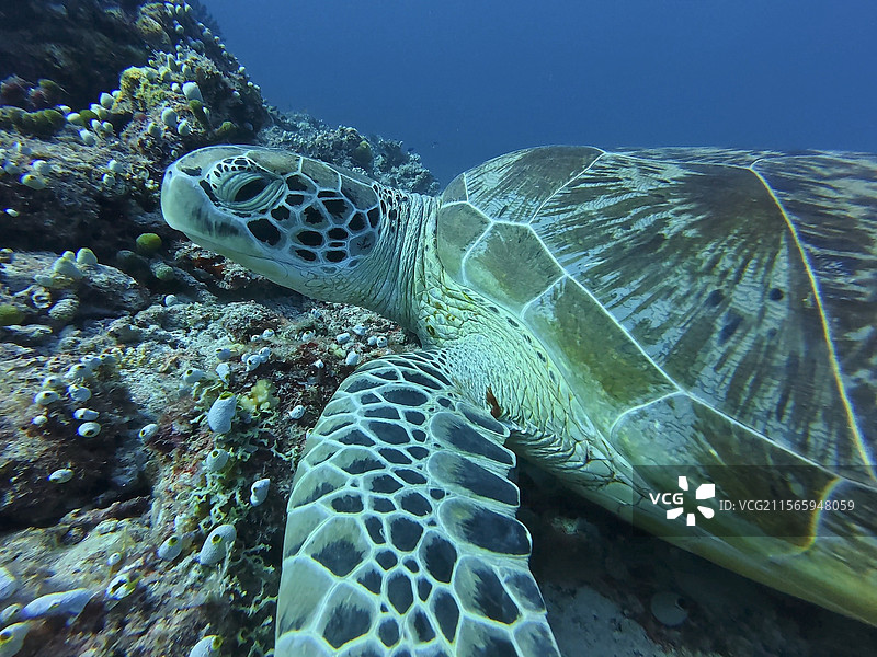 海龟特写图片素材