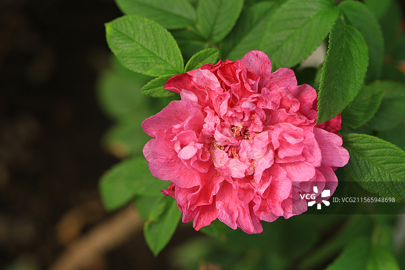 平阴玫瑰-可食用玫瑰图片素材