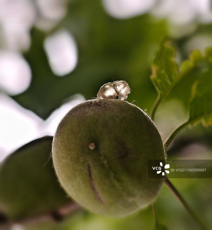 桃上卧“小宠”图片素材
