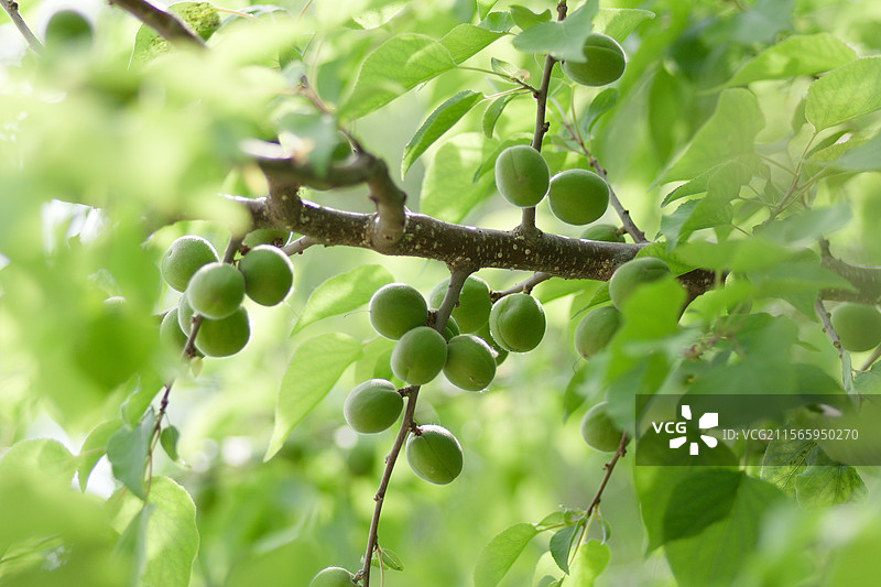 树上生长的杏子特写镜头，户外自然风光，植物树木水果，杏树杏子静物特写图片素材