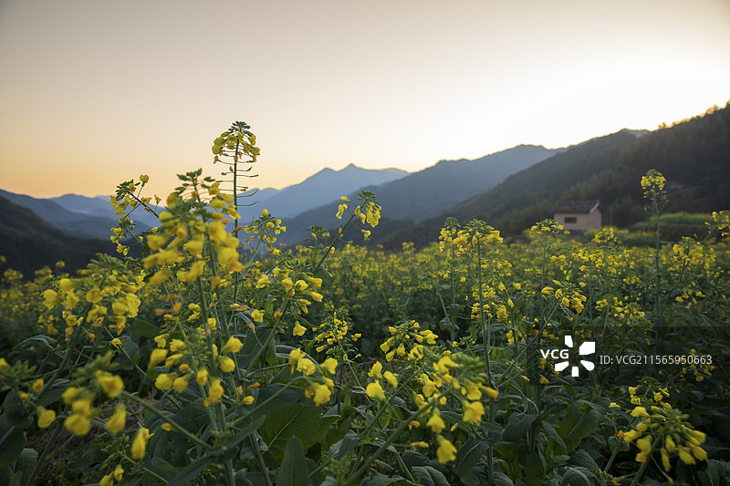 油菜花开李山头图片素材