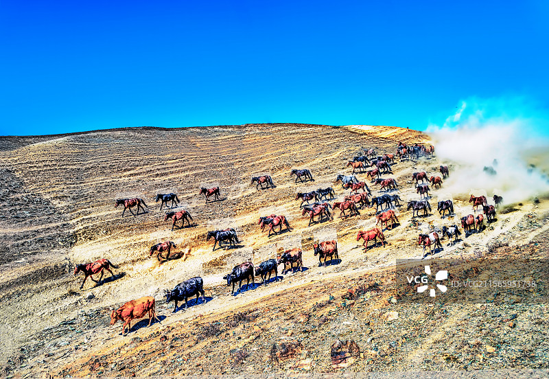 转场中的牛马图片素材