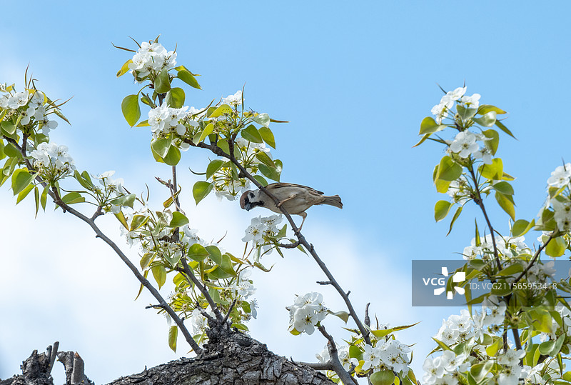 蓝天下栖息在树上的鸟的低角度视图图片素材
