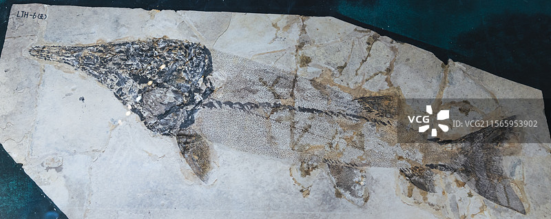 安徽省地质博物馆馆藏化石标本 刘氏原白鲟图片素材