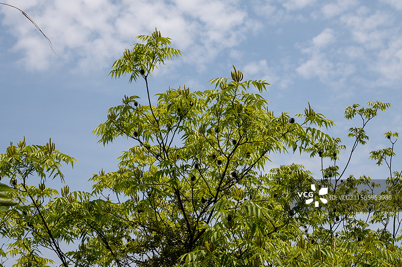 嘉陵江和旁边的树图片素材