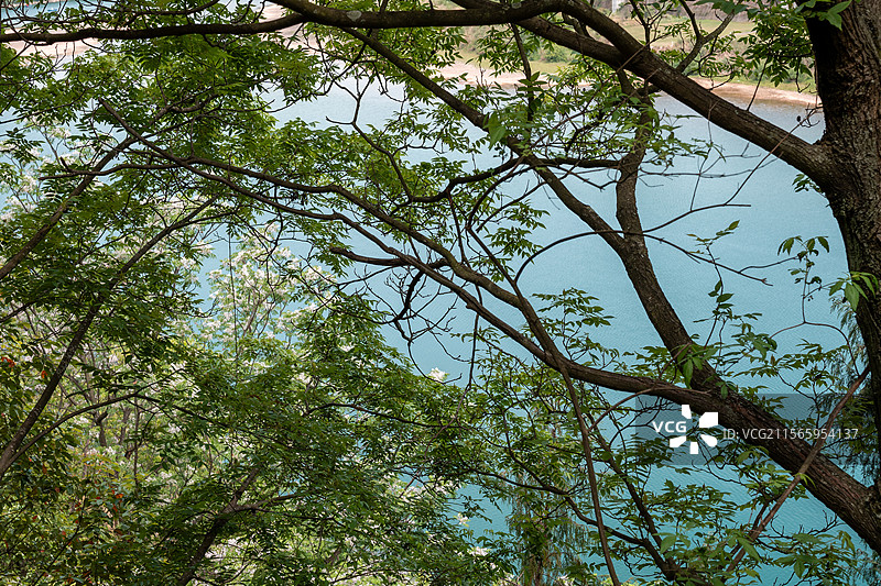 嘉陵江和旁边的树图片素材