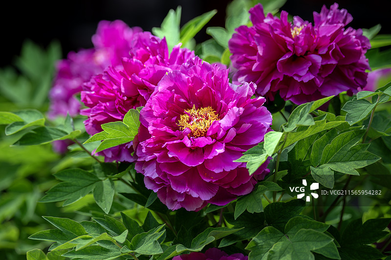 国色天香——中国牡丹图片素材