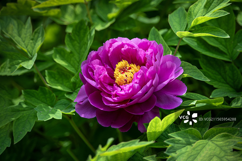 国色天香——中国牡丹图片素材