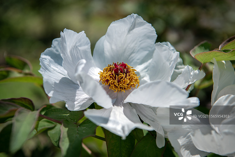 国色天香——中国牡丹图片素材