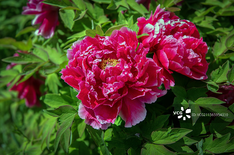 国色天香——中国牡丹图片素材