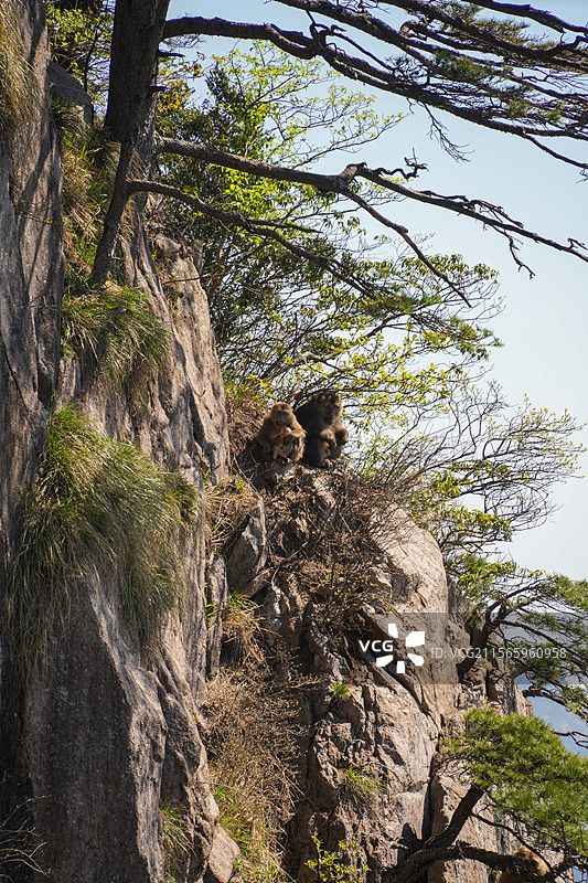 黄山短尾猴图片素材