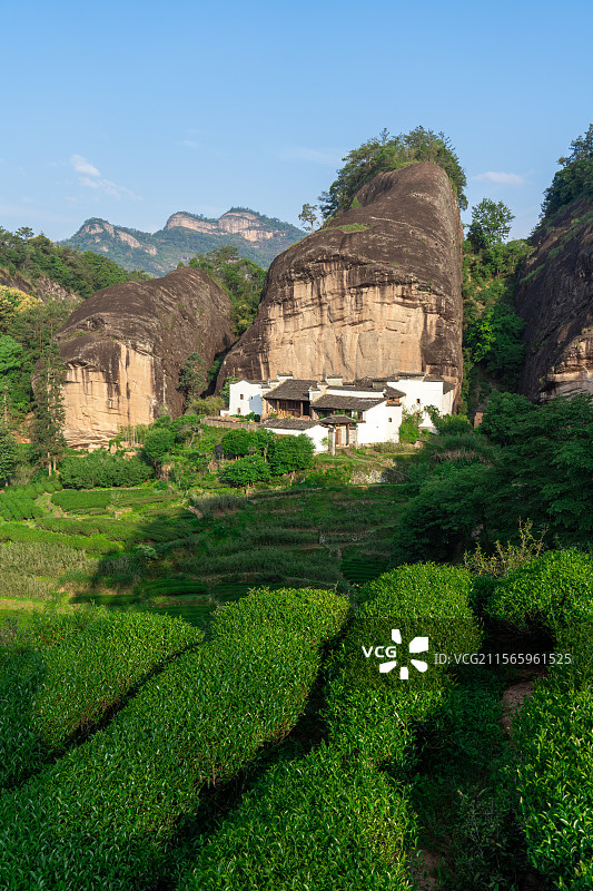 武夷山 马头岩 茶园图片素材